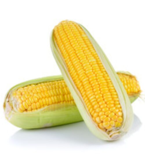 Organic Growth Sweet Corn 自然栽种玉蜀黍