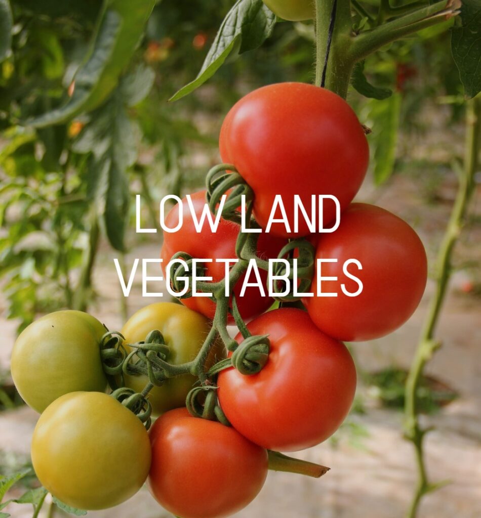 Low Land Vegetables