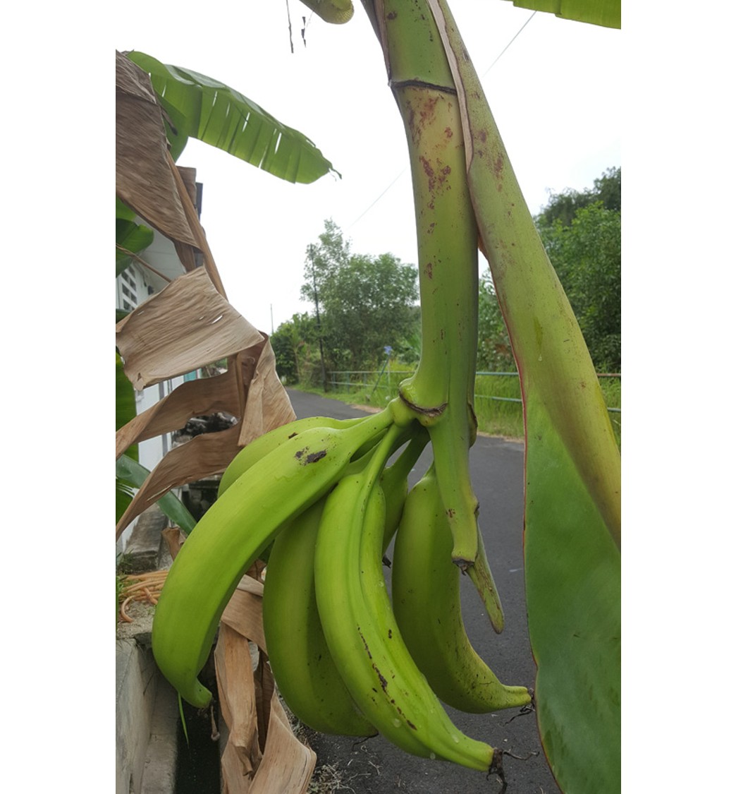 Pisang Tanduk Pisang Tanduk