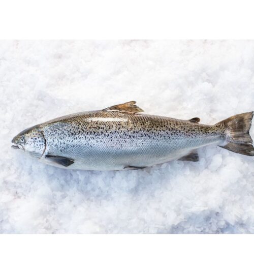 Whole Fish Tasmania Salmon 塔斯马尼亚三文鱼